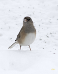 Dark eyed Junco Oregon Group